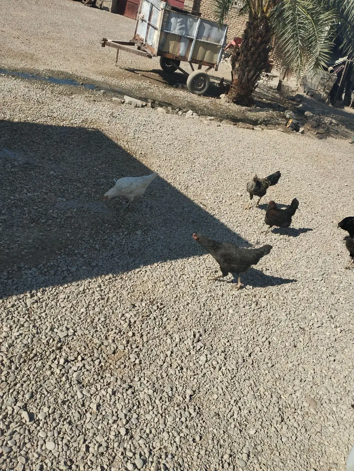 مرغ و خروس|پرنده|گتوند, |دیوار