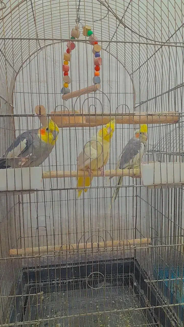 عروس هلندی|پرنده|بافق, |دیوار