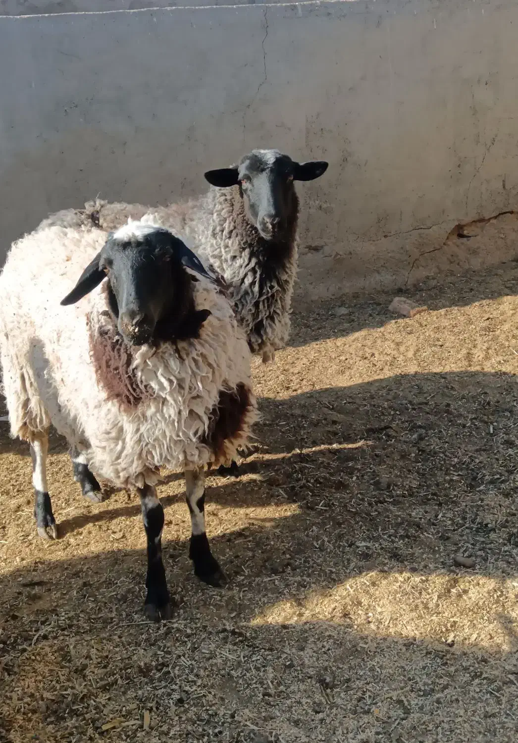 بره. رومانف ماده یک ساله|حیوانات مزرعه|گزیک, |دیوار