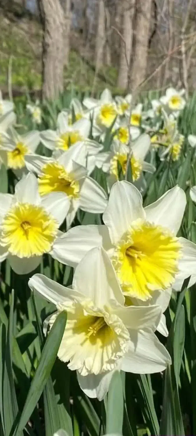 پیاز گلهای معطر|گل و گیاه طبیعی|رشت, نیروی دریایی|دیوار