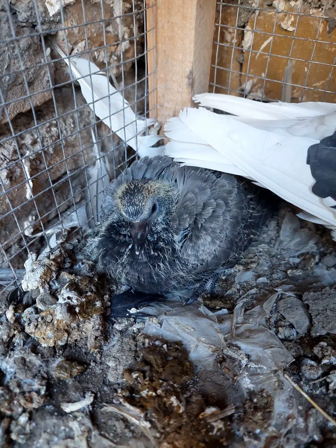 یک جفت کبوتر با جوجه|پرنده|خوانسار, |دیوار