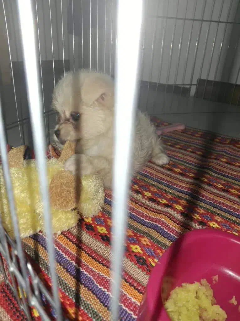 سگ آپارتمانی نژاد پامر|سگ|تهران, شهرک فردوس (حسینی)|دیوار