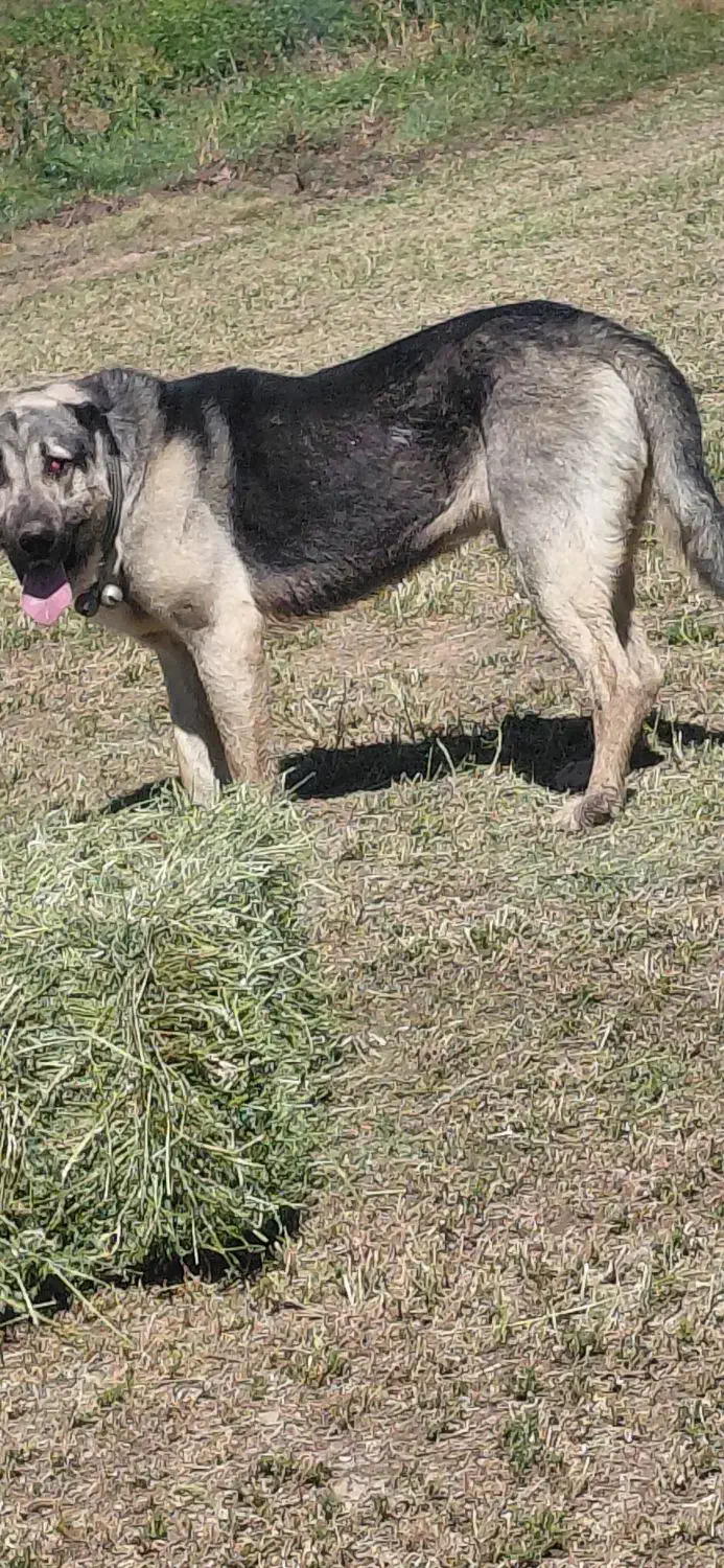 پژدر اصل توله کول کوله|سگ|دهگلان, |دیوار