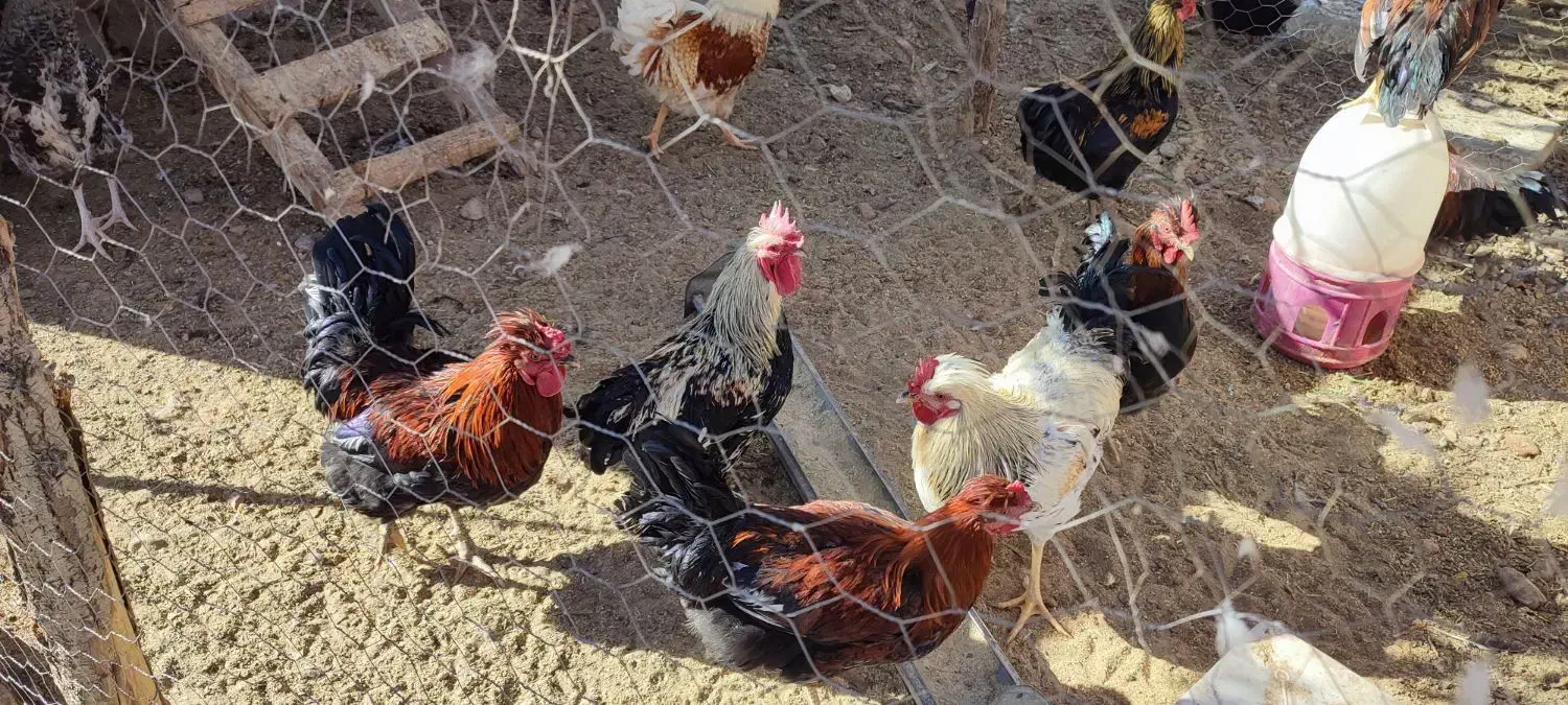 خروس بومی|حیوانات مزرعه|داران, |دیوار