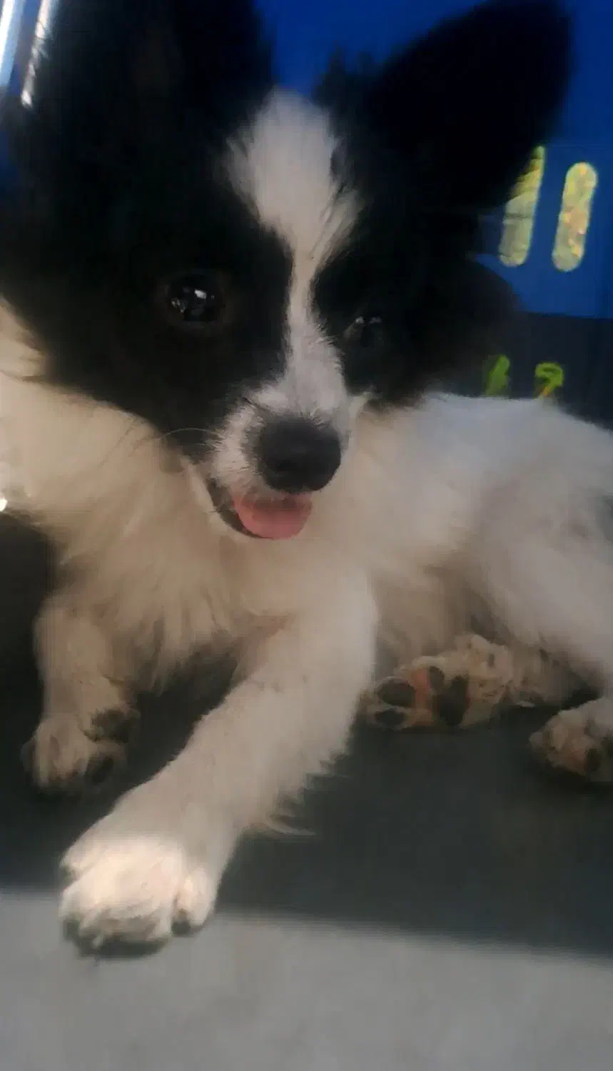 سگ واگذاری|سگ|اسلامشهر, شهرک امام حسین (میان آباد)|دیوار