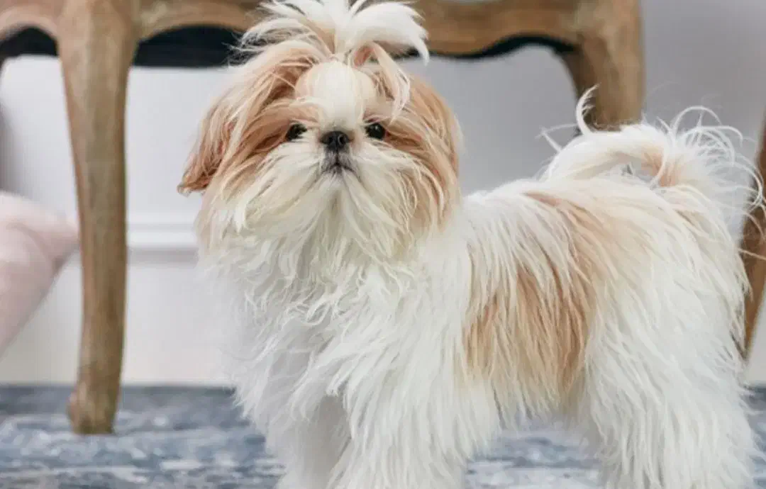 فروش توله ۶ ماهه شیتزو|سگ|تربت جام, پاسداران|دیوار