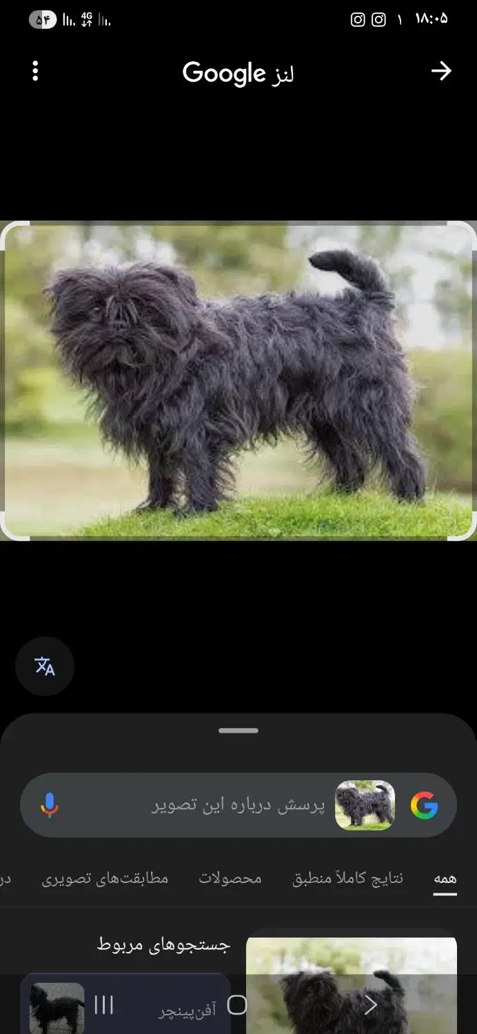 گمشده سگ پشمالو مشکی|حیوانات|آستارا, |دیوار