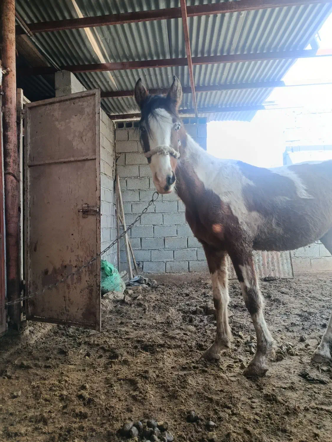 اسب|اسب و تجهیزات اسبسواری|مسجد سلیمان, |دیوار