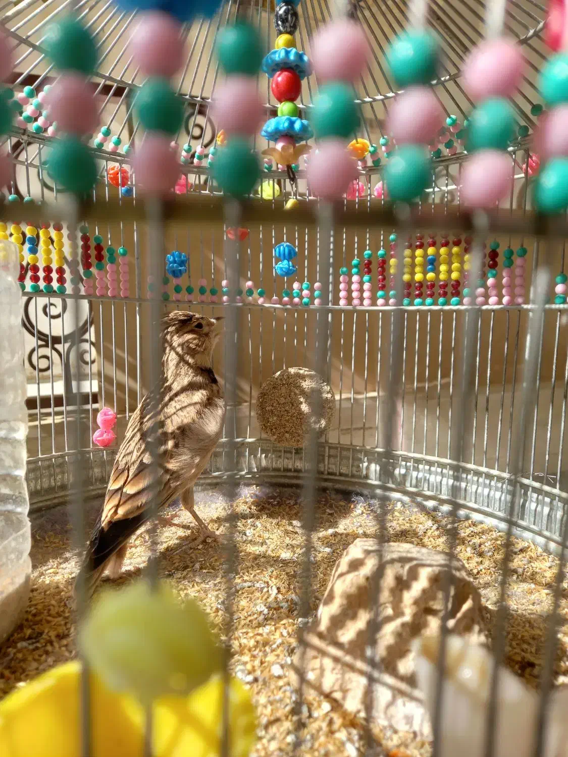 سهره خاکی|پرنده|قم, چهل اختران|دیوار