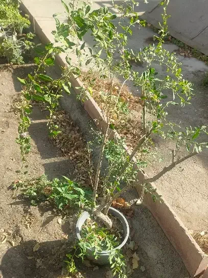 حراج نهال گوجی بری|گل و گیاه طبیعی|تهران, بوستان چیتگر|دیوار