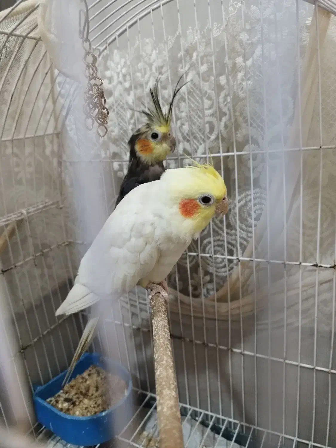 عروس هلندی|پرنده|قم, ولیعصر|دیوار