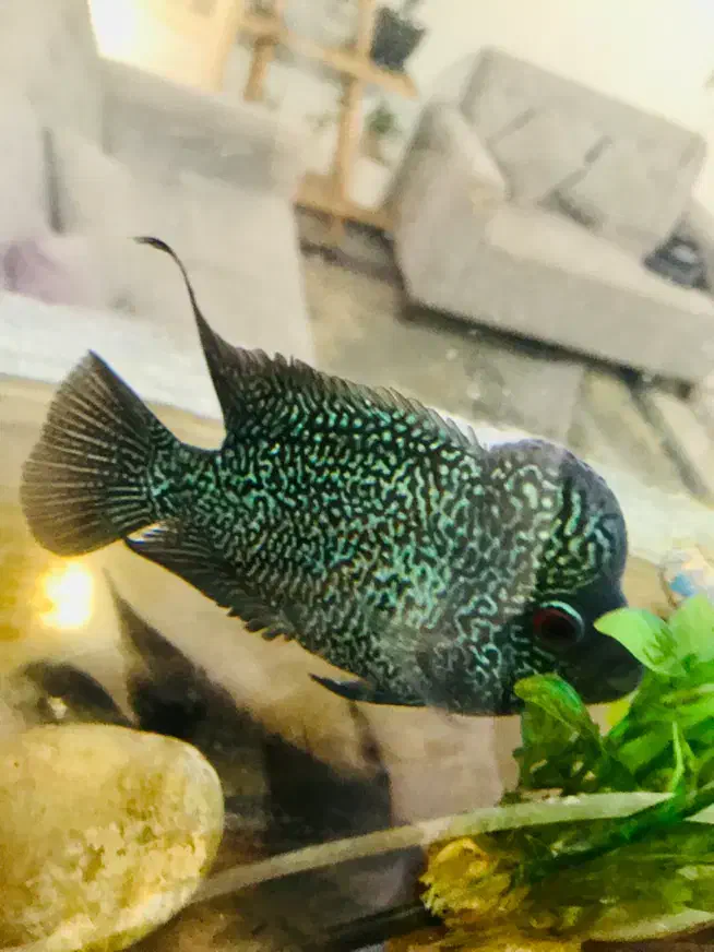 ماهی فلاور بالغ هد دار خوشرنگ|ماهی|پاکدشت, پاکدشت (مامازند)|دیوار