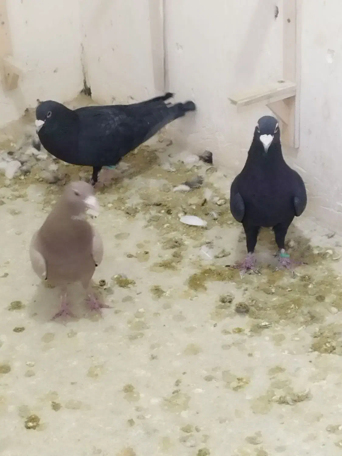 نرسوراخ.|پرنده|چترود, |دیوار