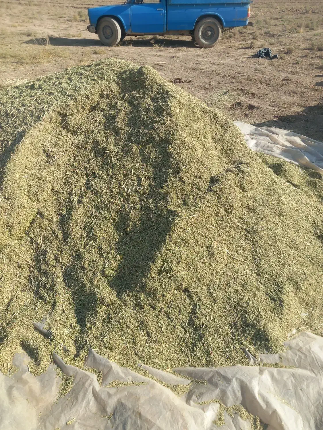 کاه خار شتری|خدمات باغبانی و درختکاری|قوچان, |دیوار