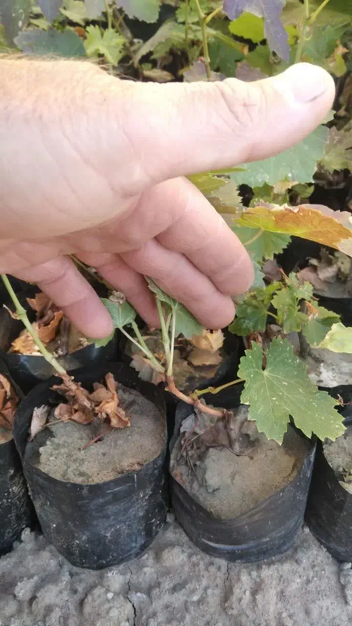 فروش نهال انگور موندراپ|خدمات باغبانی و درختکاری|جوین, |دیوار