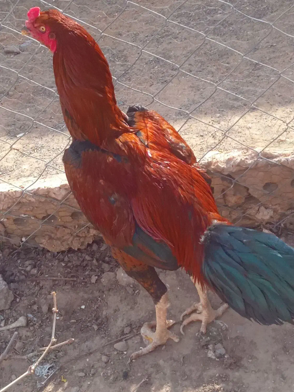 خروس لاری|حیوانات مزرعه|تایباد, |دیوار