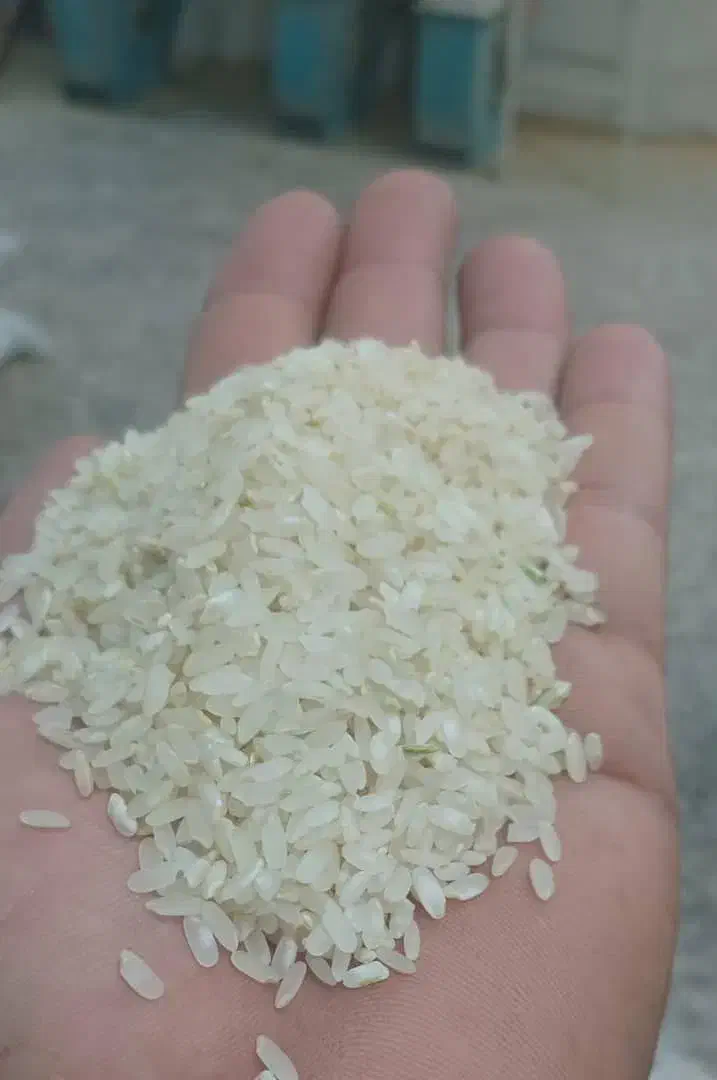 برنج کامفیروزی درجه یک از دیار رنج و برنج|خوردنی و آشامیدنی|کامفیروز, |دیوار