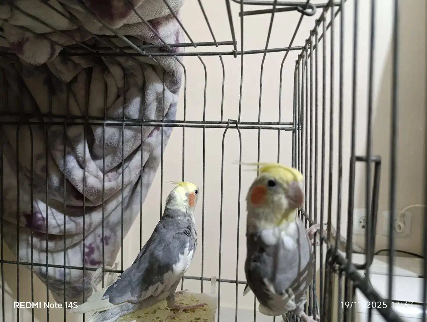 دو عدد نر توسینو برای جفتگیری|پرنده|تبریز, |دیوار