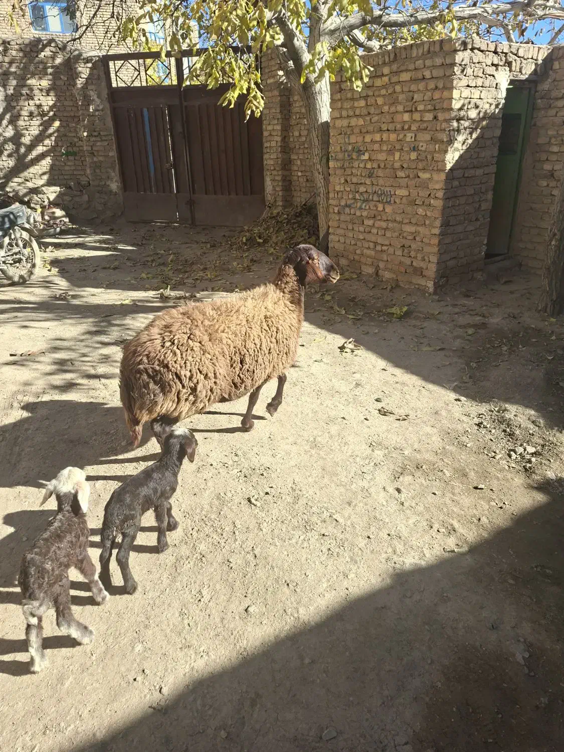 میش دوقلو|حیوانات مزرعه|داران, |دیوار