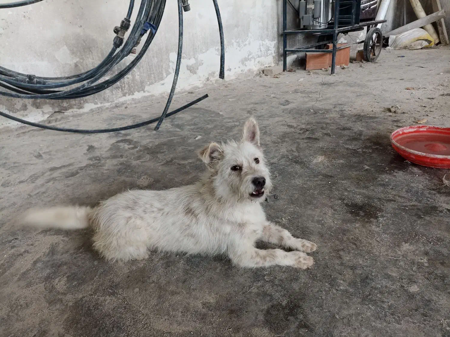 سگ‌ فروش فوری|سگ|گنبد کاووس, |دیوار