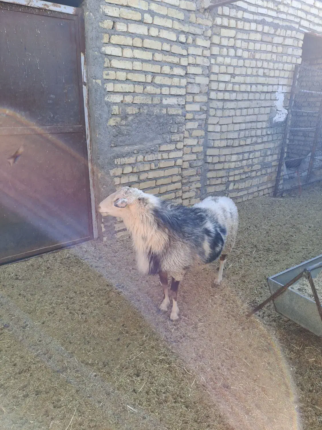 بره نر رومانوف|حیوانات مزرعه|ورزنه, |دیوار