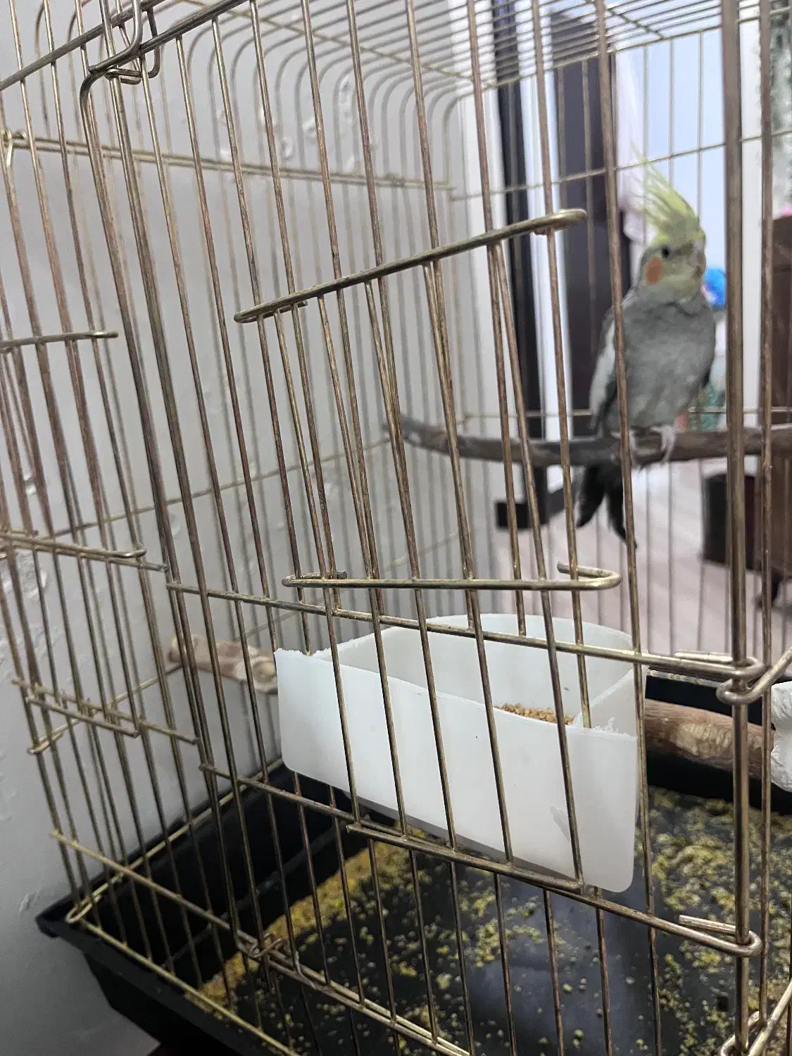 پرنده|پرنده|قم, سالاریه|دیوار