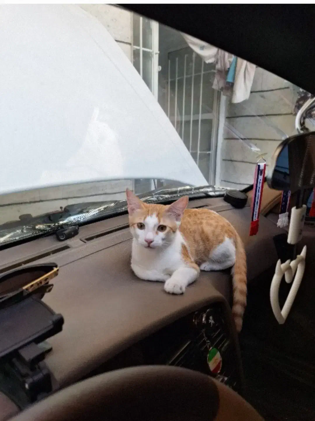 اهدای رایگان گربه نر|گربه|قدس, شهرقدس|دیوار