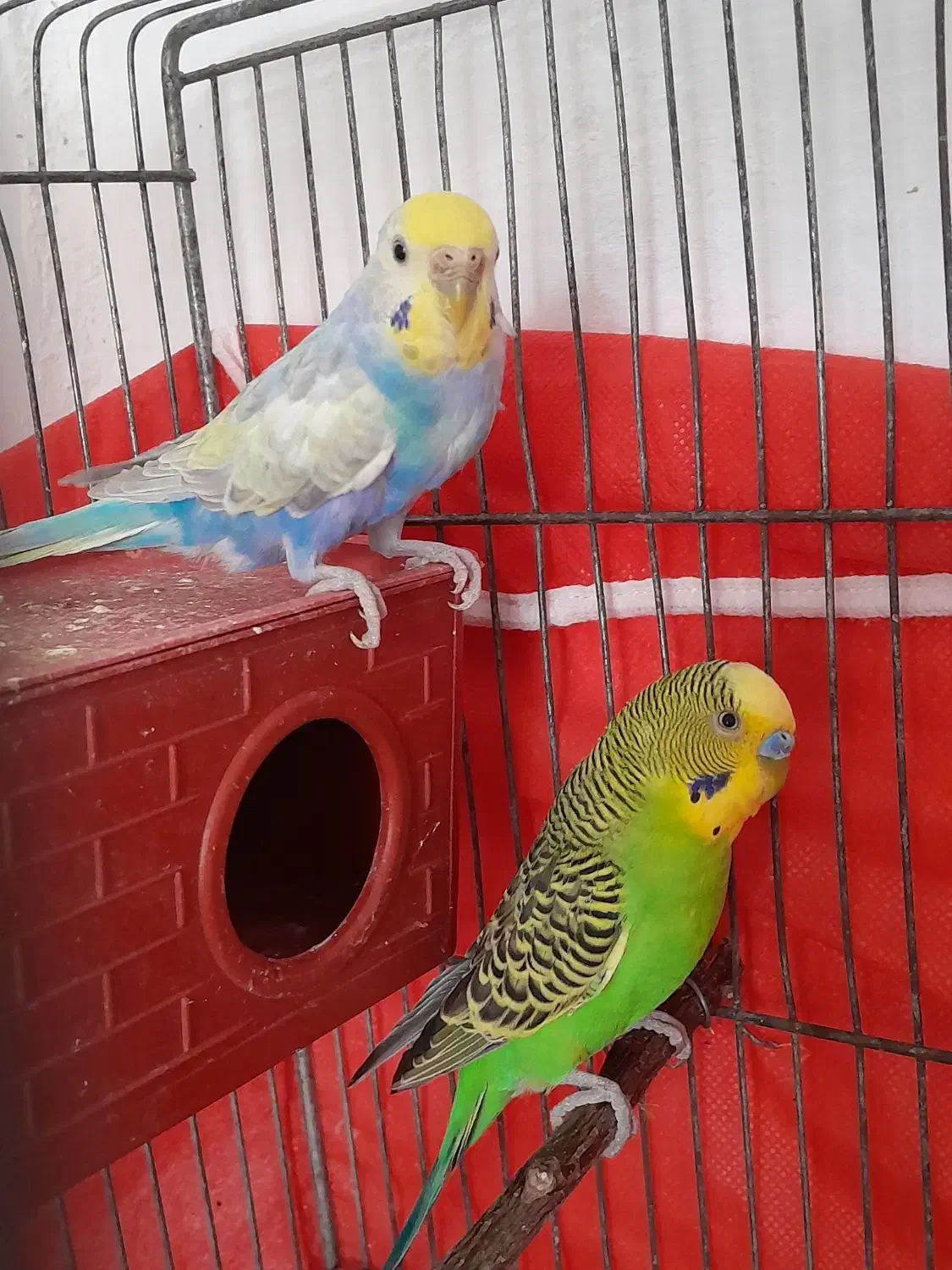 نرماده مرغ عشق مولد|پرنده|کرمان, |دیوار