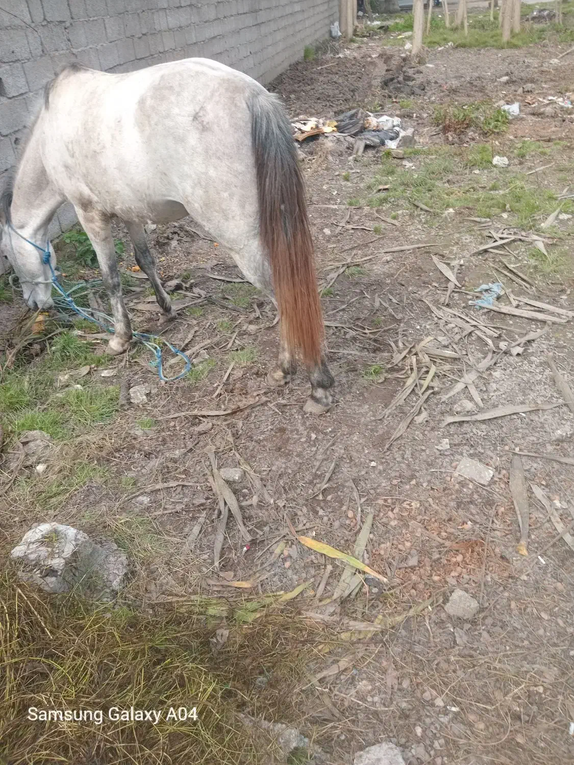 اسب|اسب و تجهیزات اسب‌سواری|کیاشهر, |دیوار