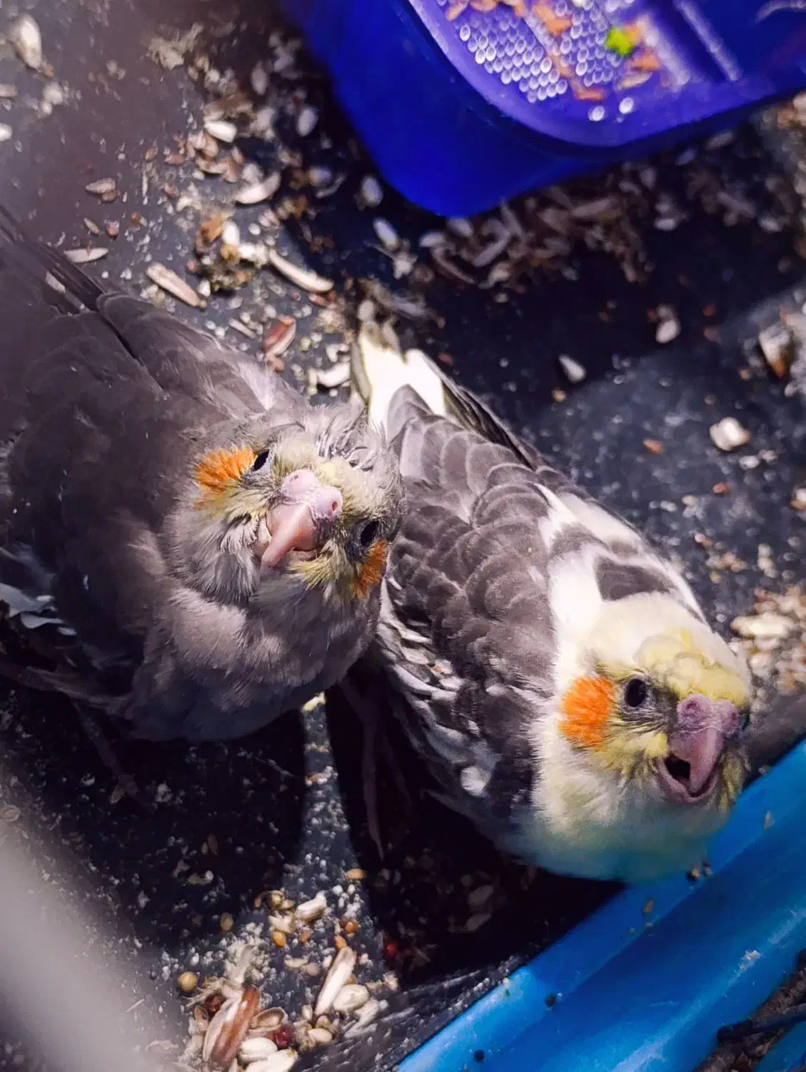 عروس هلندی مولد مطمئن|پرنده|شهریار, حصار ساتی|دیوار