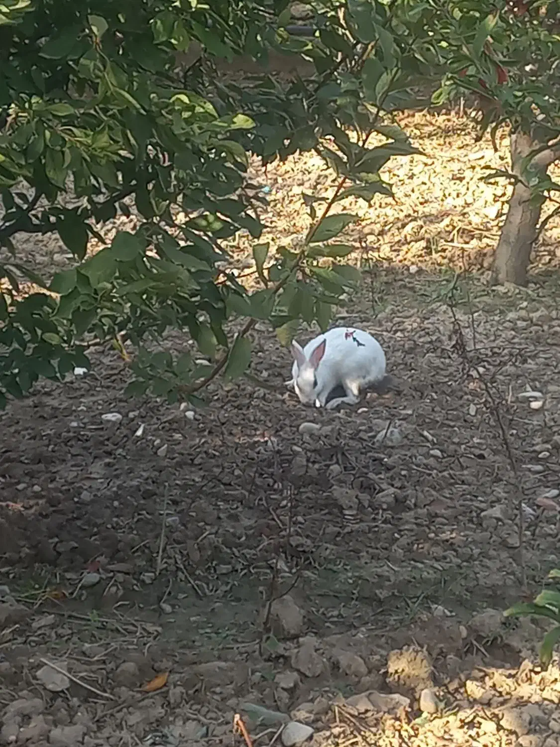 خرگوش|موش و خرگوش|گرگان, |دیوار