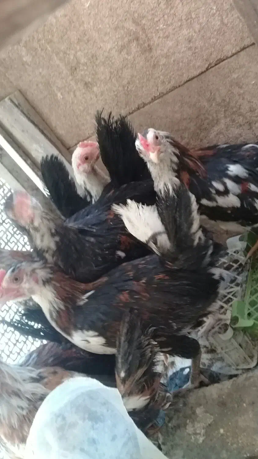 جوجه مرغ و خروس|حیوانات مزرعه|بیرجند, |دیوار