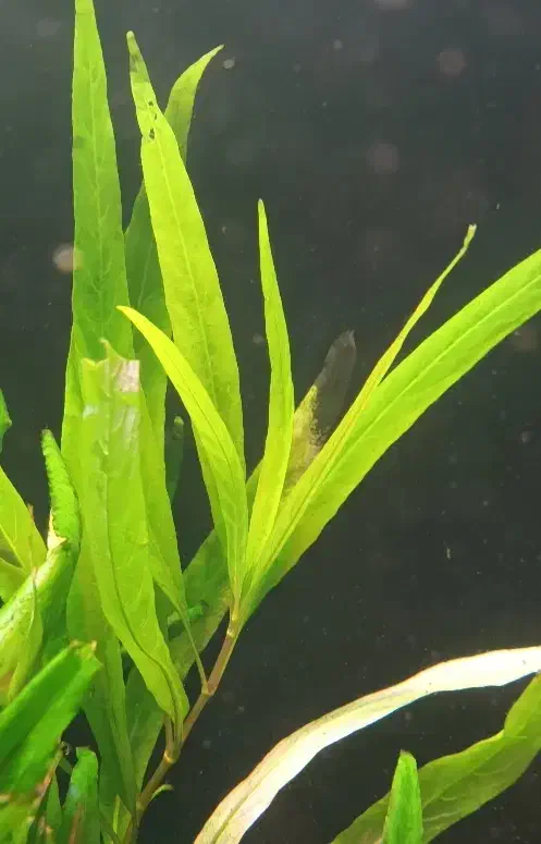 گیاه اکواریومی|ماهی|خوی, |دیوار