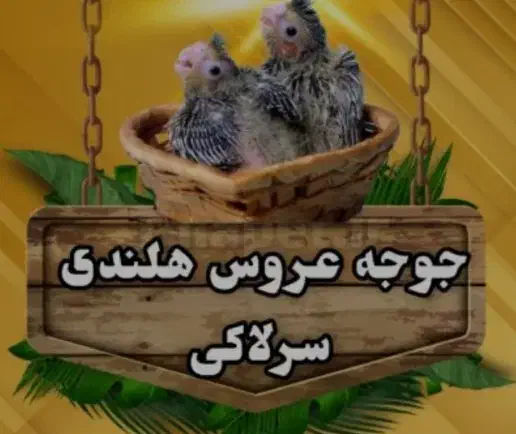 جوجه سرلاکی بزرگ شده درخانه بابهترین شرایط نگهداری|پرنده|آمل, |دیوار