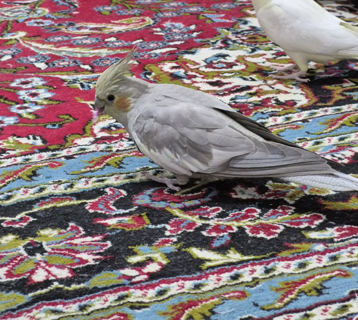 عروس هلندی ماده خاکستری|پرنده|مشهد, نیزه|دیوار