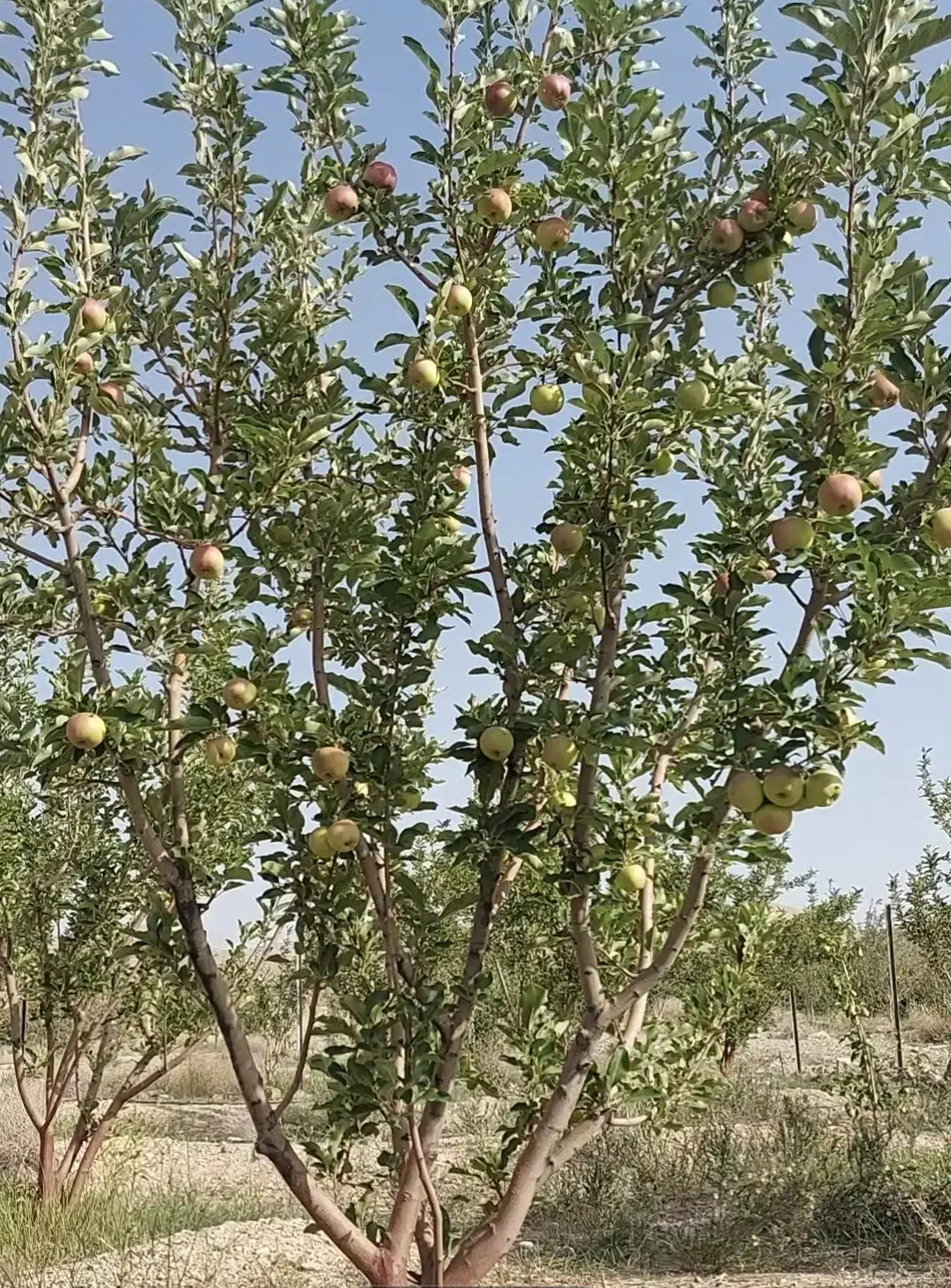 فروش باغ سیب|فروش زمین و ملک کلنگی|هفدر, |دیوار