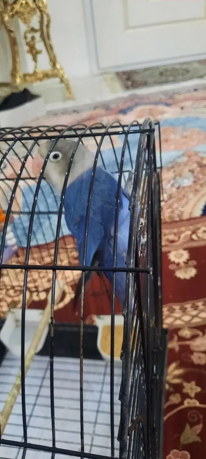 کوتوله برزیلی بهترین رنگ در نژاد خودش|پرنده|مشهد, عبادی|دیوار