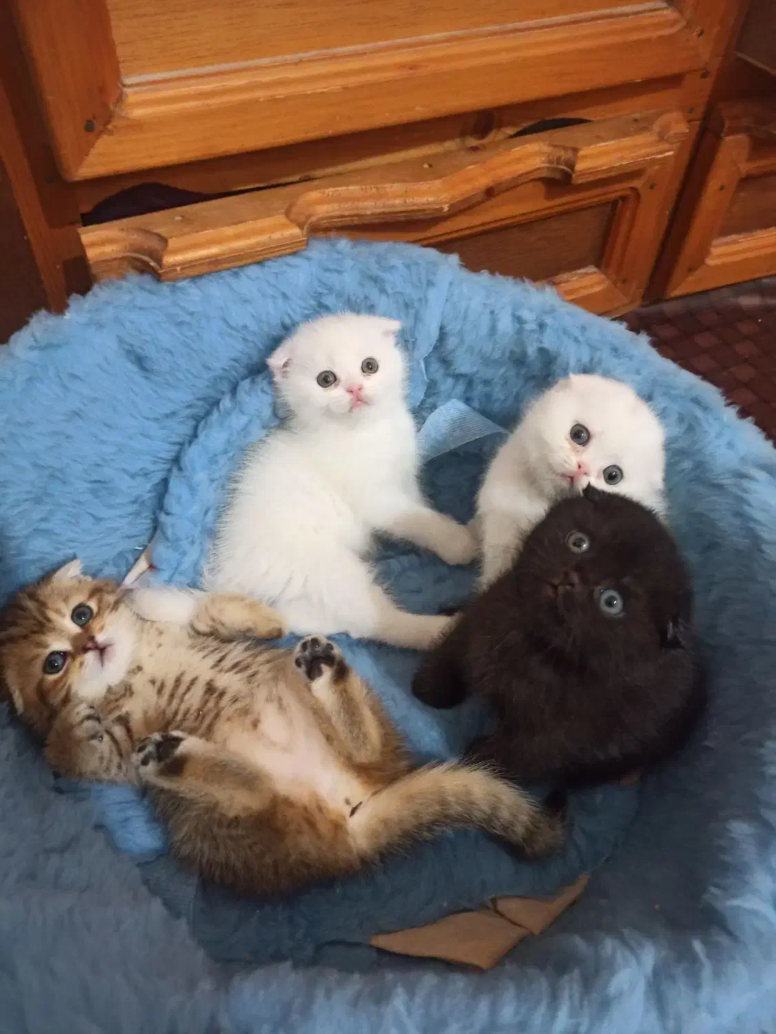 گربه اسکاتیش فولد|گربه|خرمآباد, |دیوار