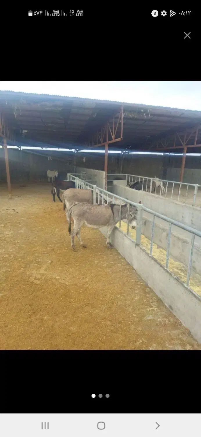 شیرالاغ وشیرشتر|حیوانات مزرعه|قم, ولیعصر|دیوار