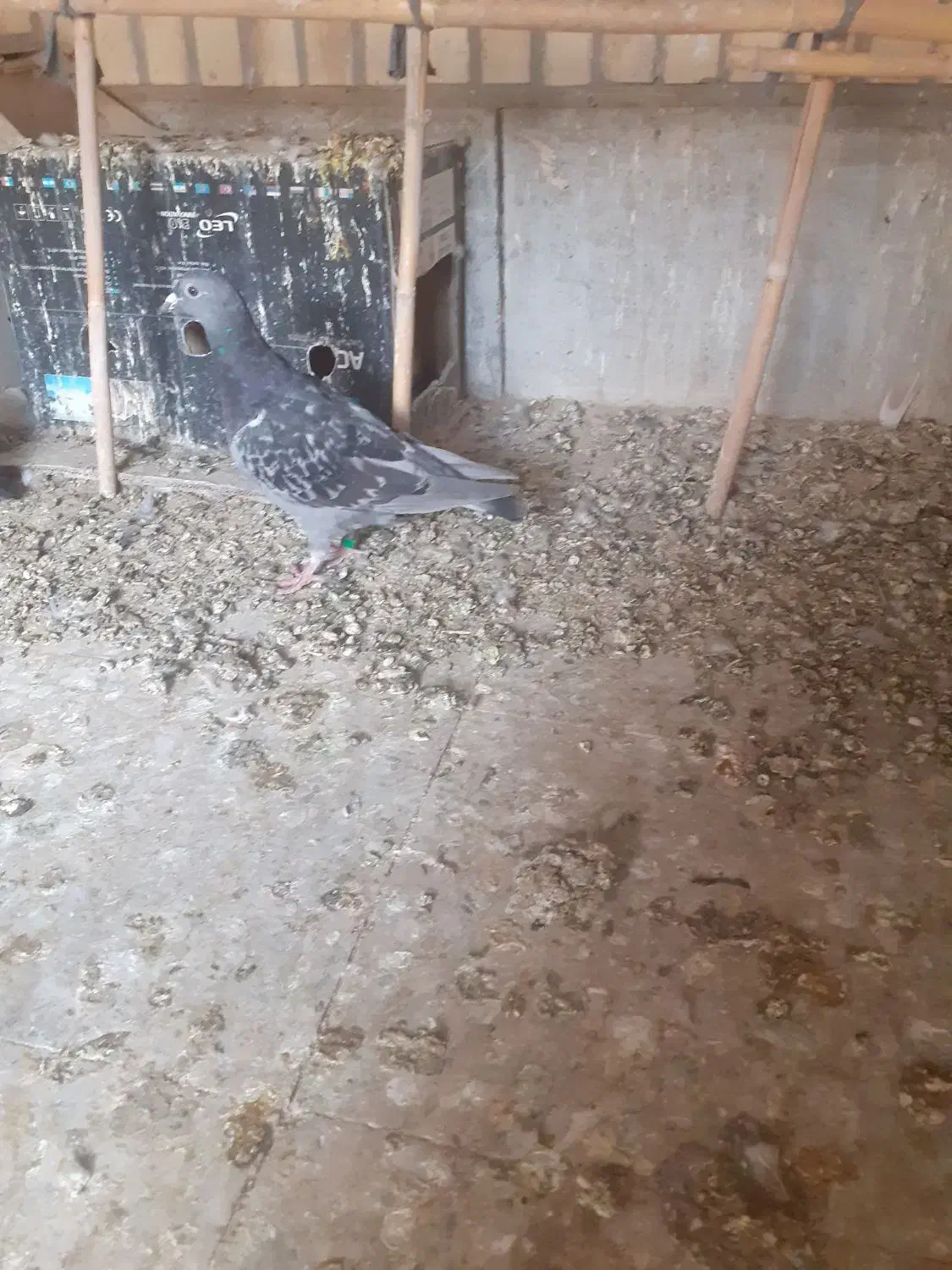 جوجه المانی|پرنده|زهک, |دیوار