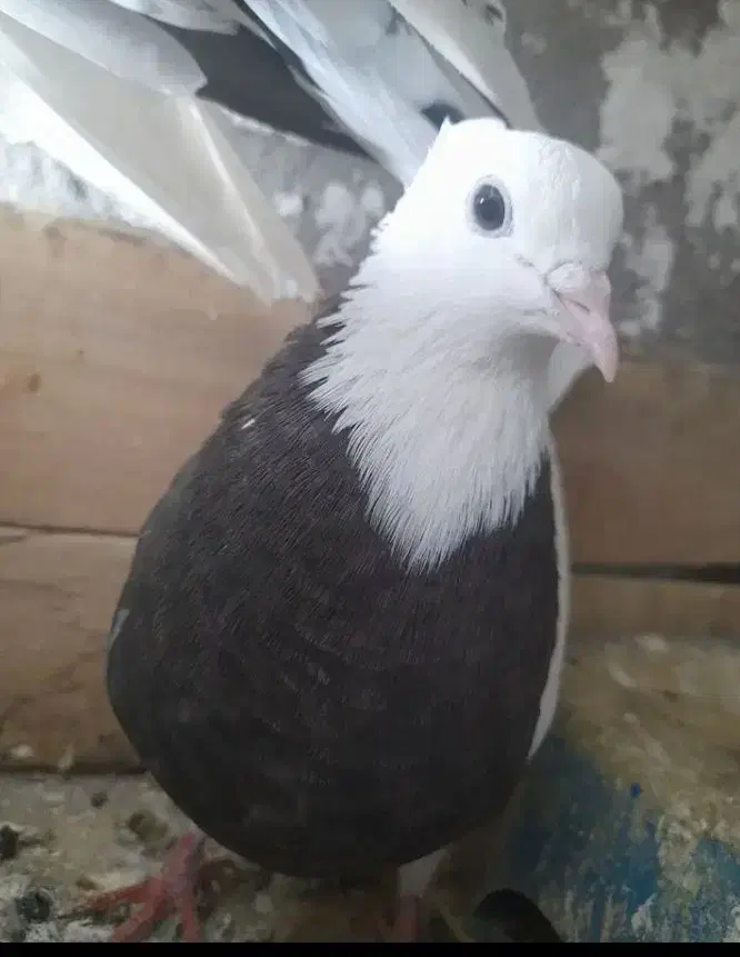 طوقی ماده|حیوانات|مسجد سلیمان, |دیوار