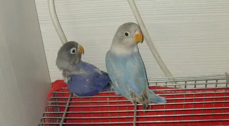 جوجه طوطی برزیلی|پرنده|ری, شهرری|دیوار