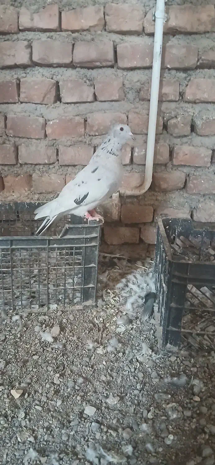 کفتر|پرنده|قهستان, |دیوار