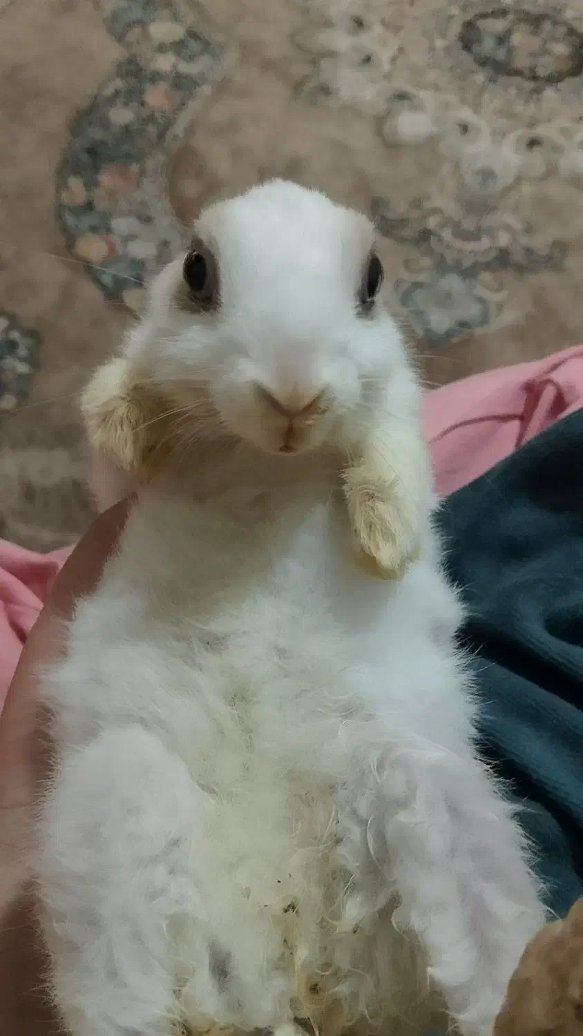 واگذاری خرگوش خانگی|موش و خرگوش|تبریز, |دیوار