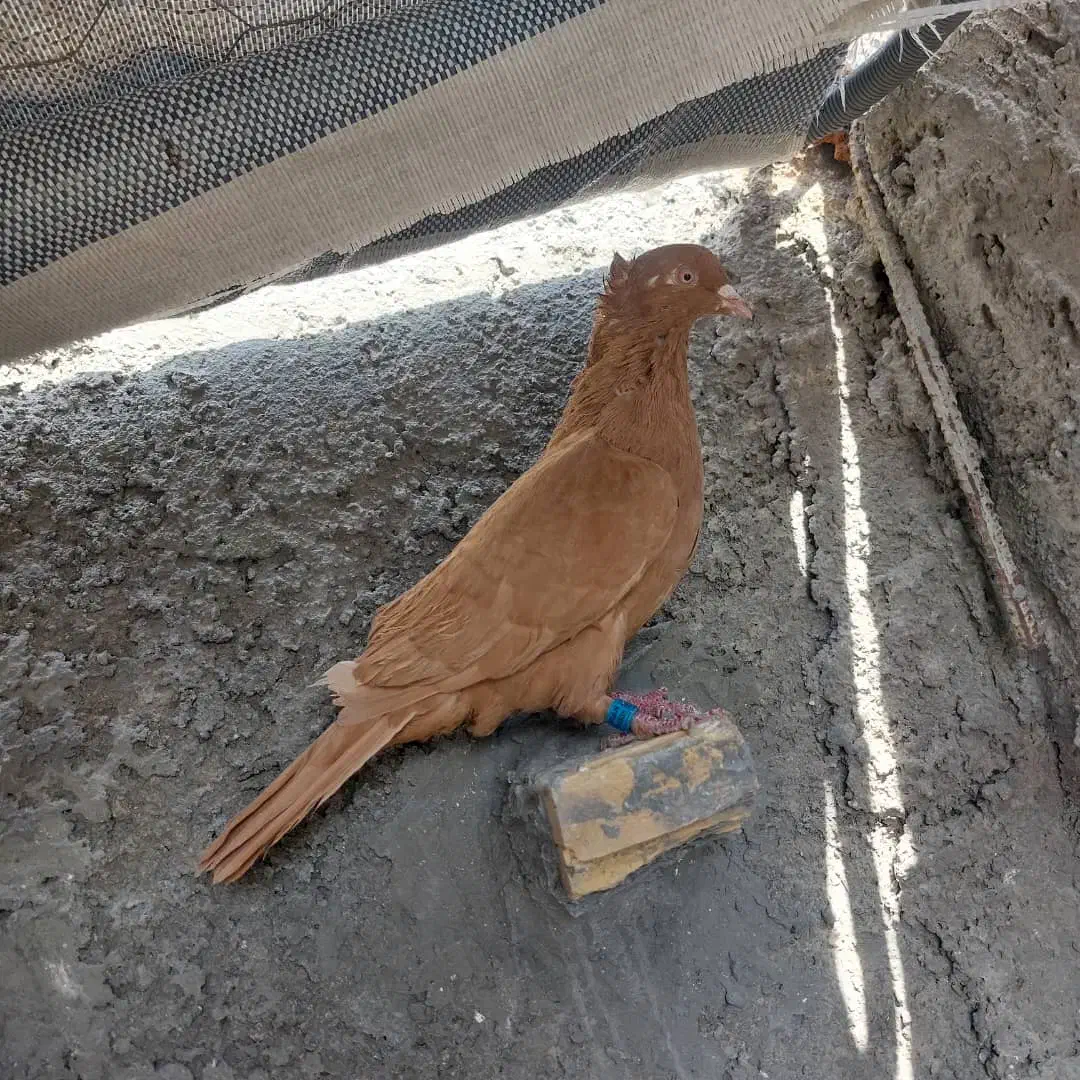 کبوتر(کفتر)زرد ماده|پرنده|مرودشت, تخت جمشید|دیوار