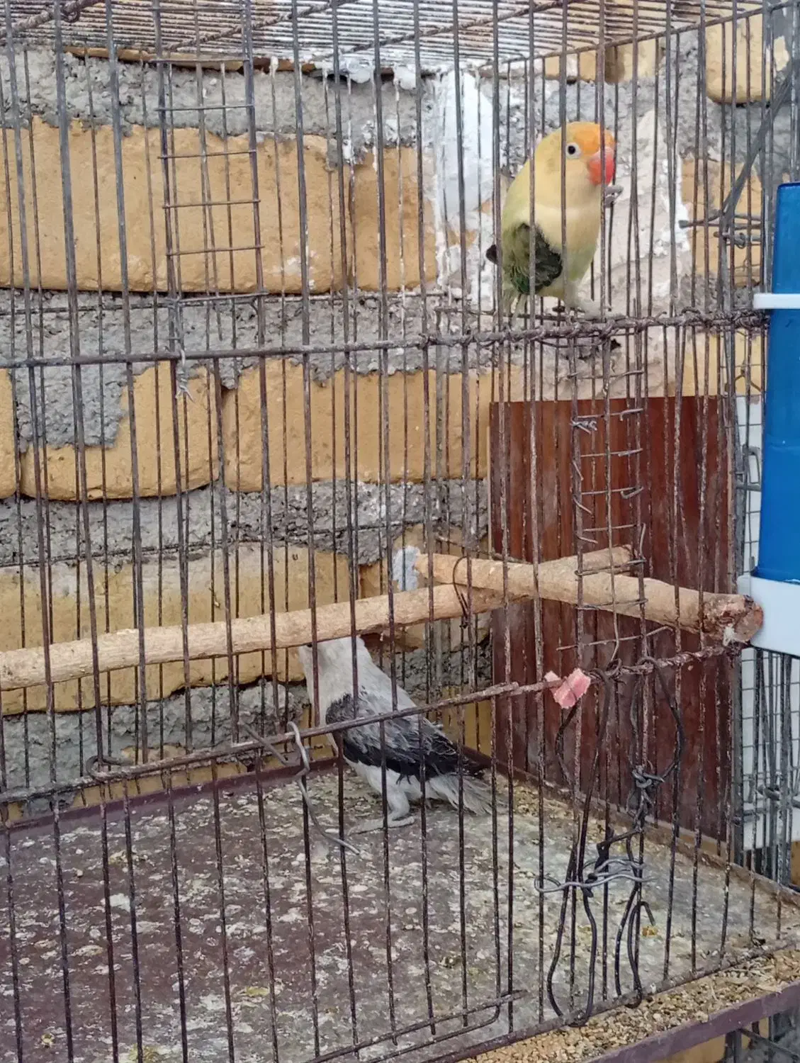 فروش کوتوله|پرنده|زرین دشت (فارس), |دیوار