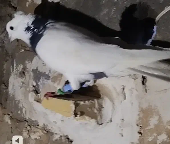 کفتر|پرنده|شیروان (خراسان), |دیوار