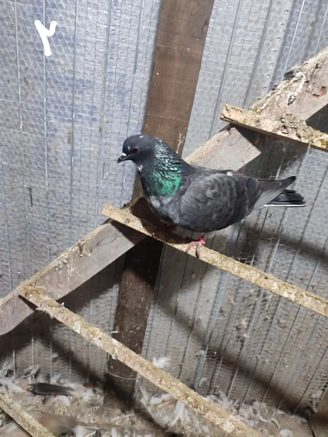 کبوتر پرشی|پرنده|رامسر, |دیوار