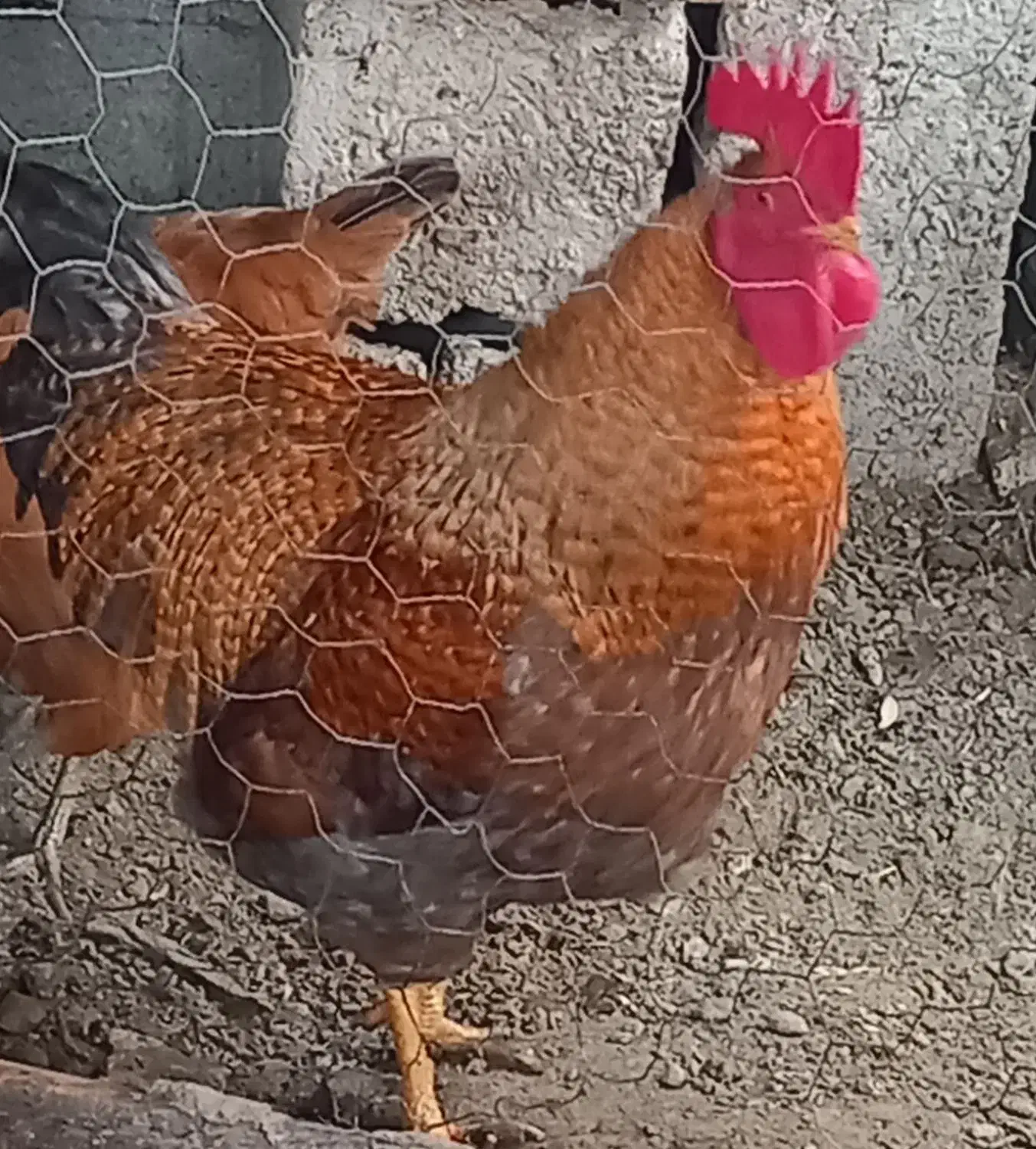 خروس|حیوانات مزرعه|میاندوآب, |دیوار