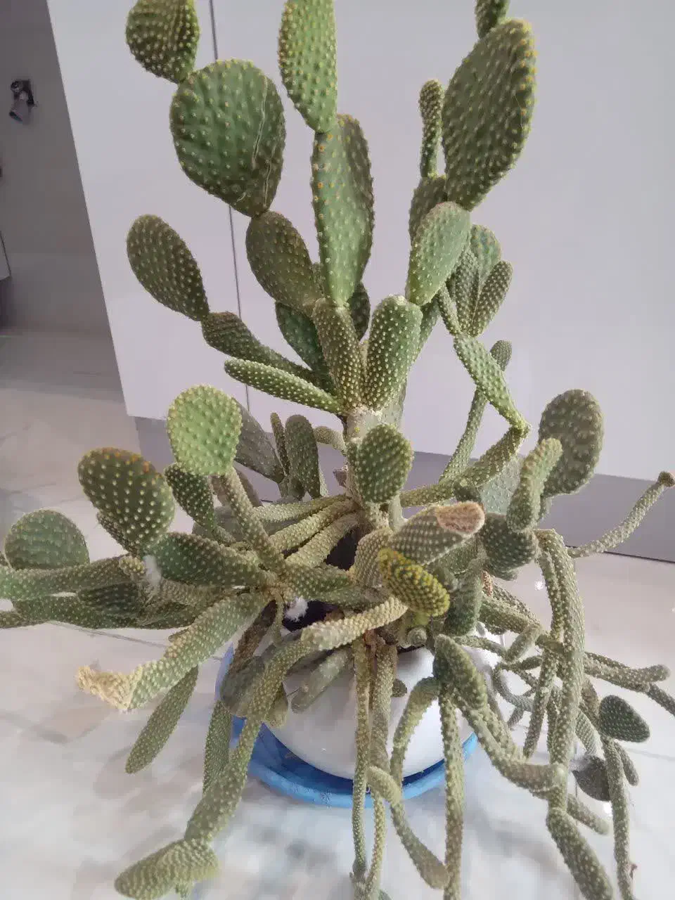 گل های  خانگی شاداب ، قیمت مناسب|گل و گیاه طبیعی|خوی, |دیوار